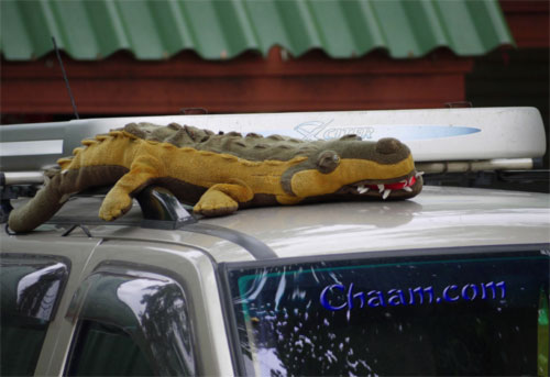 croc-on-car